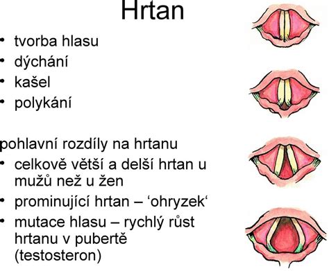 mutování hlasu|Hlasová mutace u chlapce 